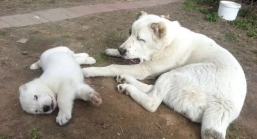 Jak nakrmit alabay adult and puppy po 2 měsíci